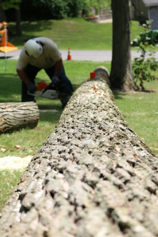 A worker in a hard hat cutting a felled tree trunk into sections on a lawn