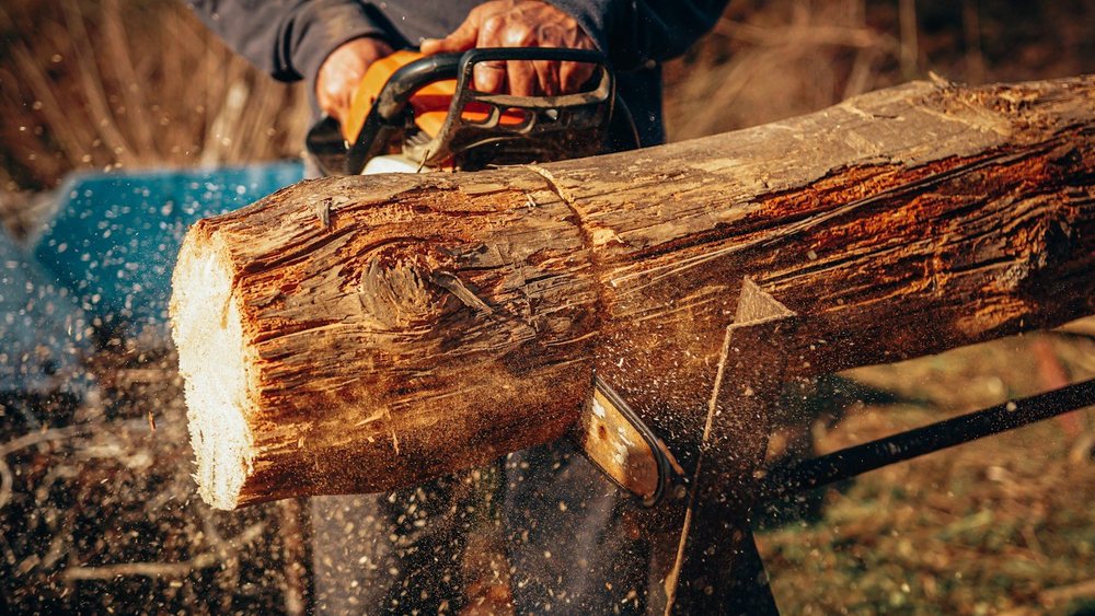 Close-up of a chainsaw cutting a felled log into rounds