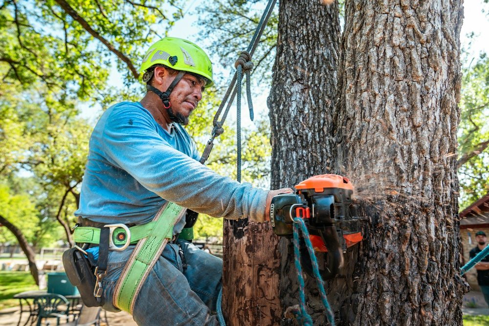 A harnessed climber cutting through a tree trunk with a chainsaw during a removal