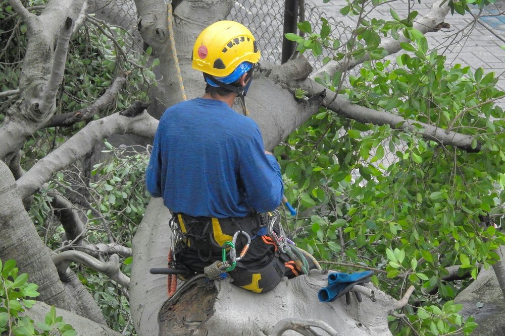 A climbing arborist in a harness working through a leafy tree canopy