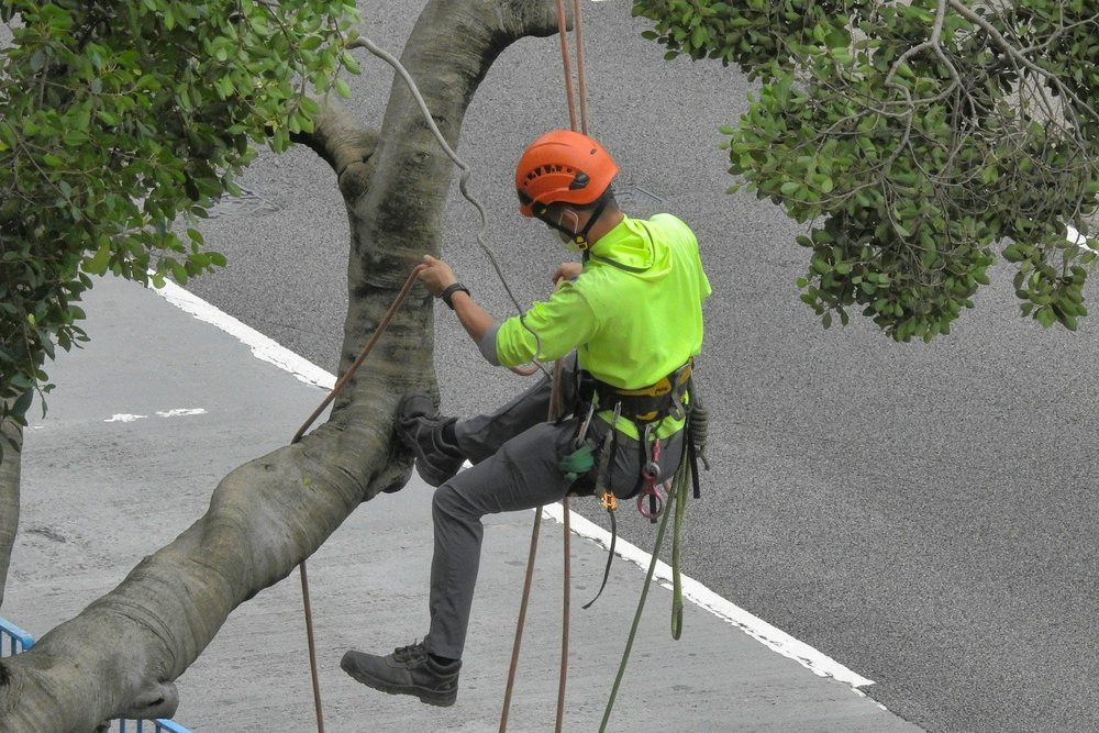 A climbing arborist in a harness working in a tree above a quiet street