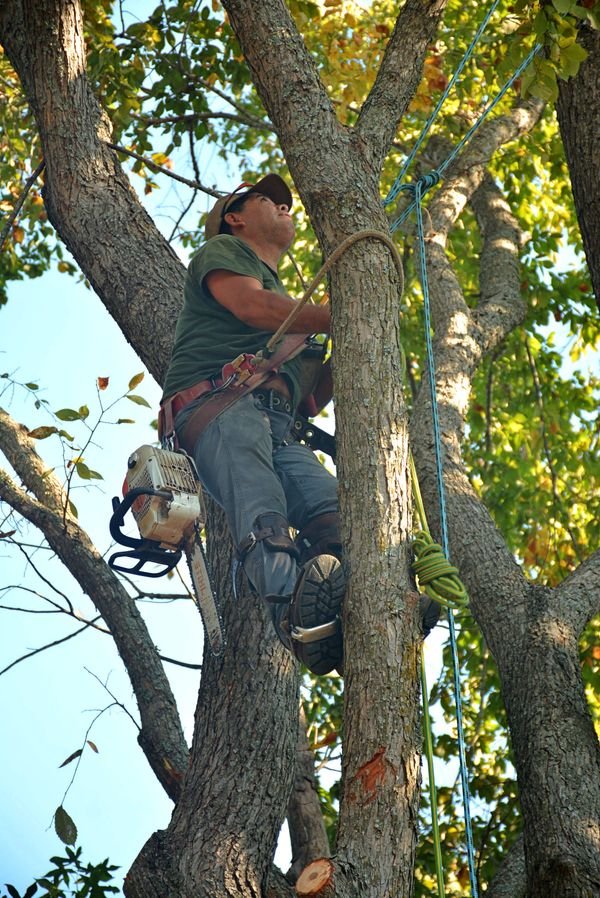 A tree removal crew member secured in a tree with rope and climbing gear during a job