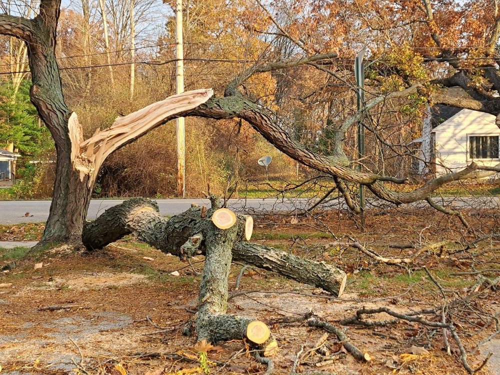 A large limb that came down across a residential yard, cut into sections for removal