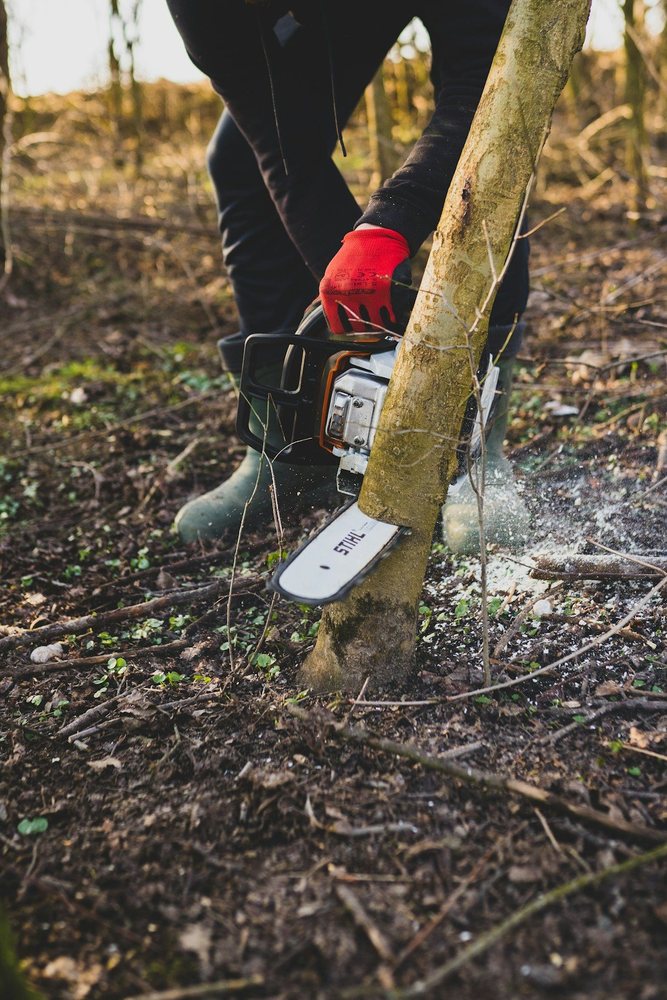 A worker felling a small tree at ground level with a chainsaw