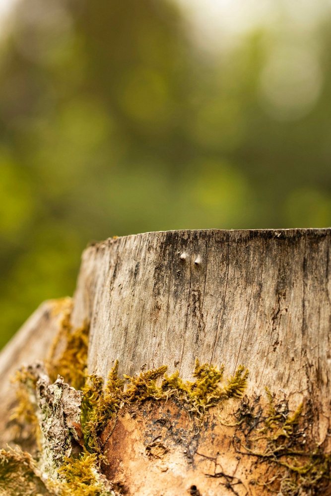 An old weathered stump with moss at its base, before grinding
