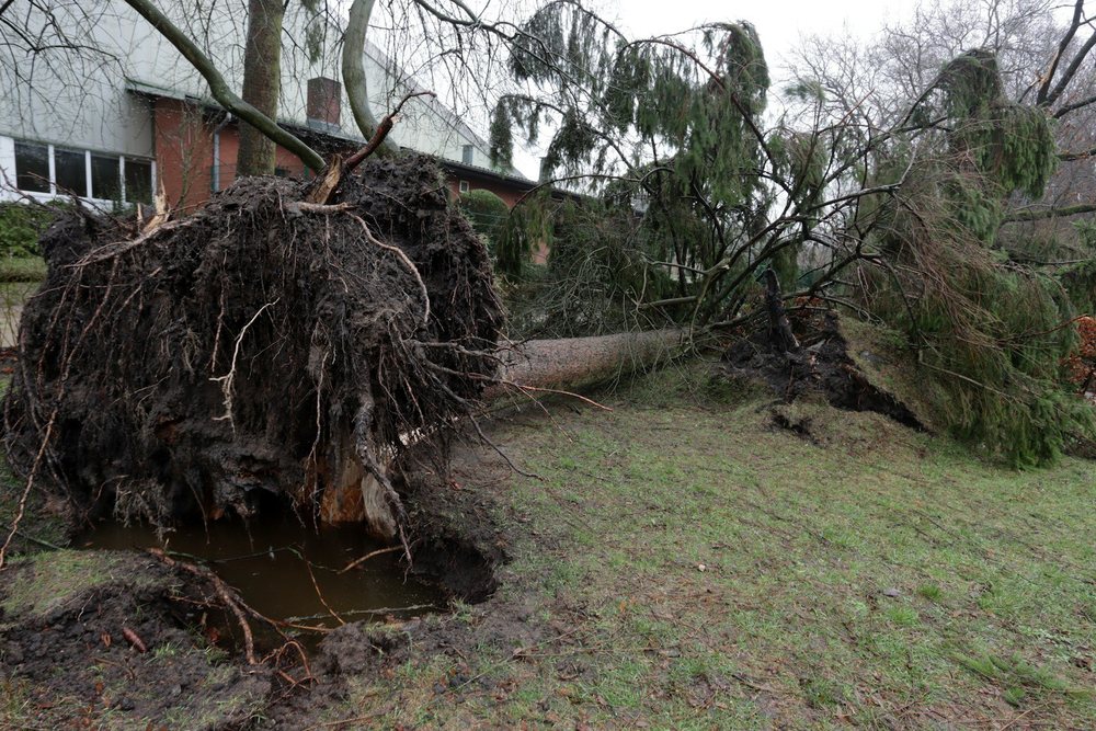 A large tree uprooted by a storm, lying across a yard with its root plate exposed