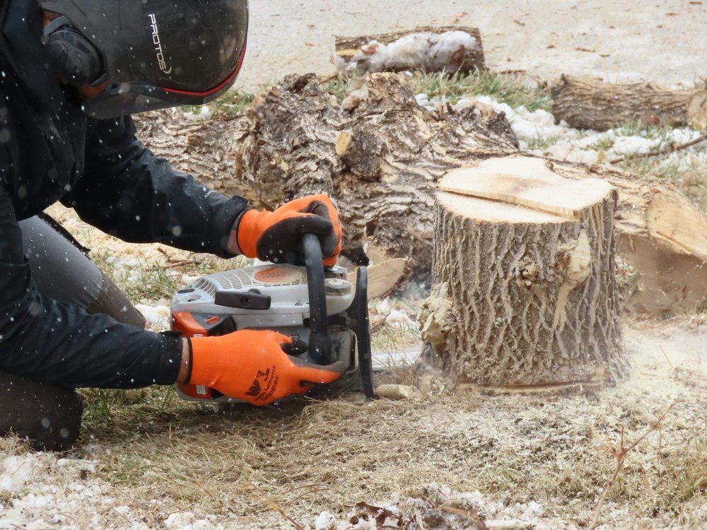 A chainsaw cutting a stump flush with the ground, sawdust flying