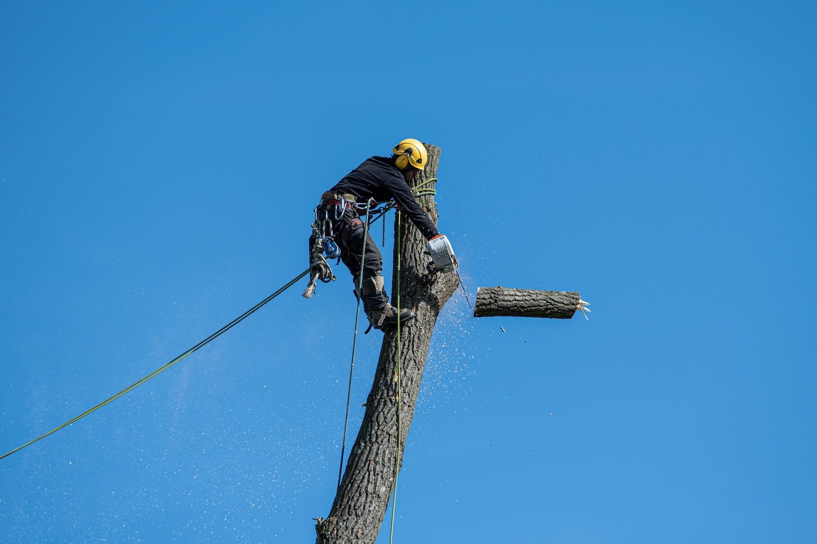 A tree removal professional secured at height cutting down a tree section with a chainsaw