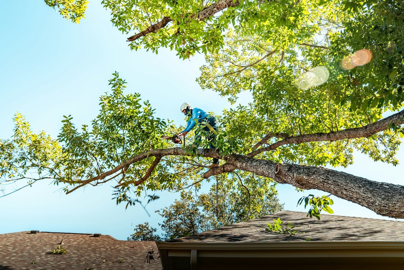 A tree care professional in a harness cutting a limb with a chainsaw high in a leafy tree