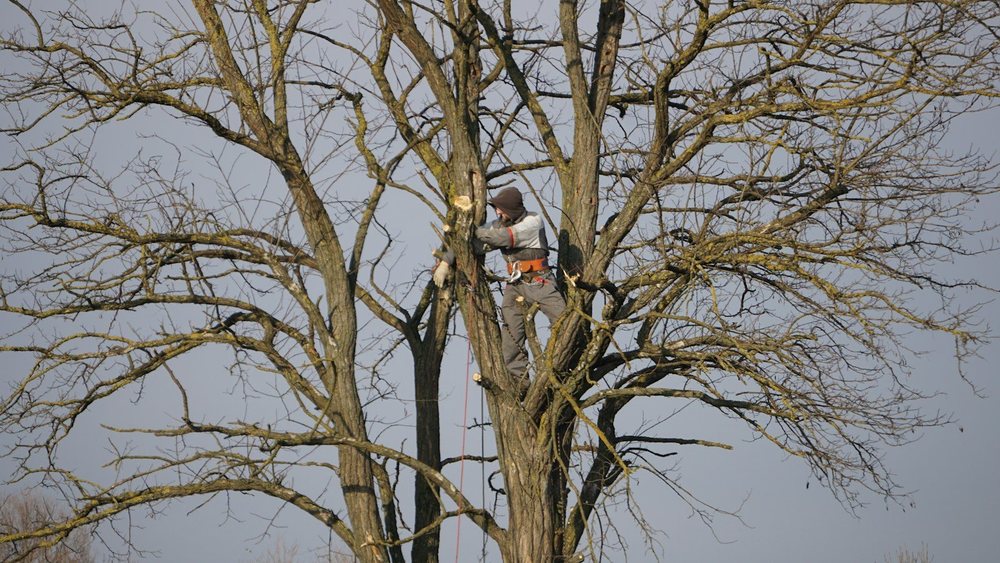 An arborist removing dead limbs from a bare tree in winter